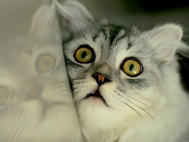 Обои картинки фото кто, сказал, что, коты, гашиш, не, любят, by, lola, животные