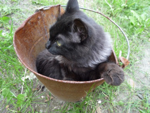Картинка кот ведре животные коты