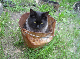 Картинка кот ведре животные коты
