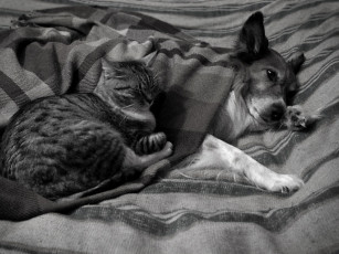 Картинка olgakir перемирие на время холодов животные разные вместе