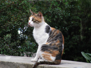 Картинка животные коты