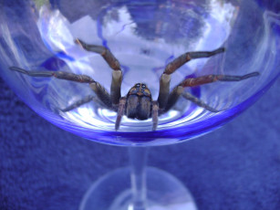 Картинка животные пауки