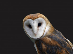 Картинка животные совы