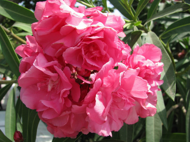 Обои картинки фото цветы, олеандры