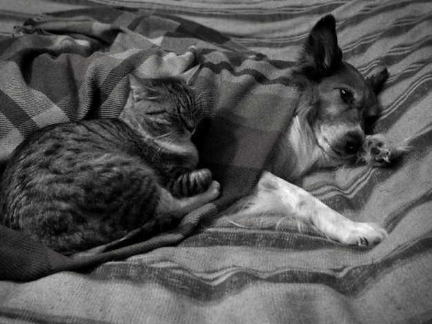 Обои картинки фото olgakir, перемирие, на, время, холодов, животные, разные, вместе