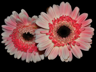 Картинка цветы герберы