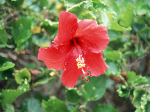 Картинка цветы гибискусы