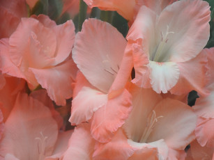 Картинка цветы гладиолусы