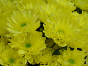 обоя цветы, хризантемы