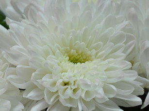 обоя цветы, хризантемы