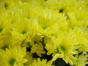 Картинка цветы хризантемы