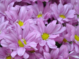 Картинка цветы хризантемы