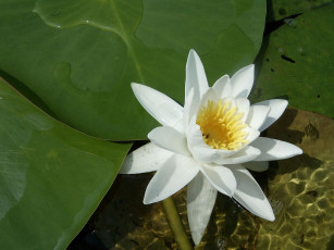 Картинка цветы лилии водяные нимфеи кувшинки