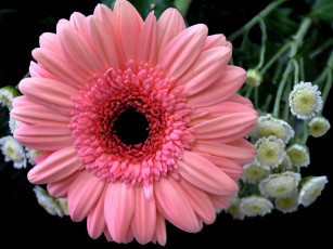 Картинка цветы разные вместе