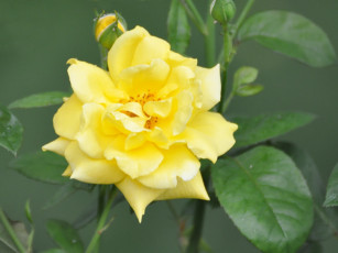 Картинка цветы розы