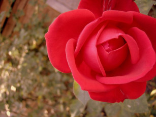 Картинка цветы розы