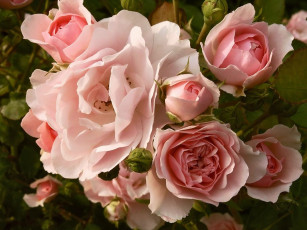 Картинка цветы розы