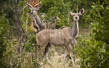 Картинка животные антилопы