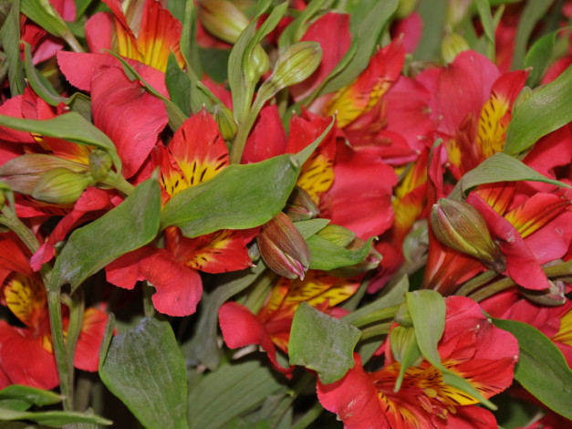 Обои картинки фото цветы, альстромерия