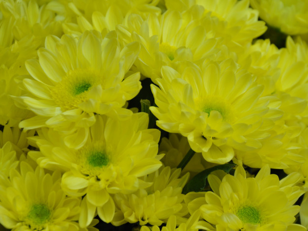 Обои картинки фото цветы, хризантемы