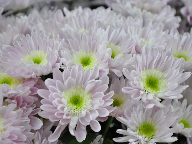 Обои картинки фото цветы, хризантемы