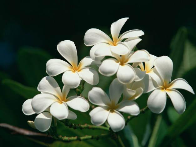 Обои картинки фото цветы, плюмерия