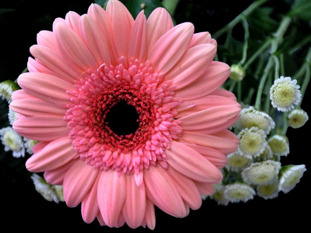 Обои картинки фото цветы, разные, вместе