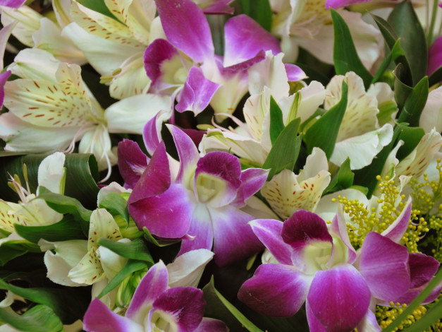 Обои картинки фото цветы, разные, вместе