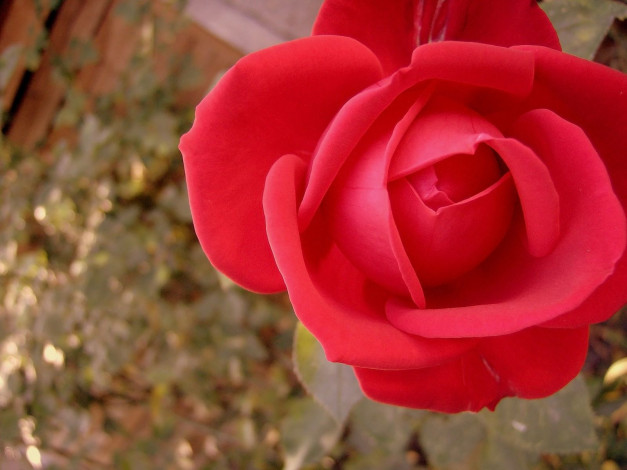 Обои картинки фото цветы, розы