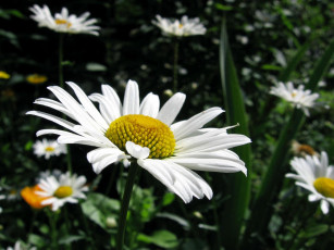 Картинка ромашка цветы ромашки зелень