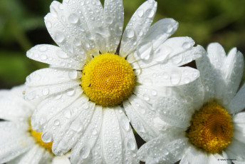 Картинка ромашка цветы ромашки росинки