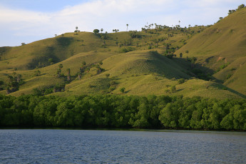 Картинка природа побережье пальмы холмы вода