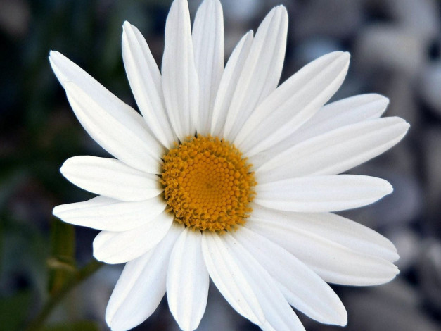 Обои картинки фото ромашка, цветы, ромашки, большая