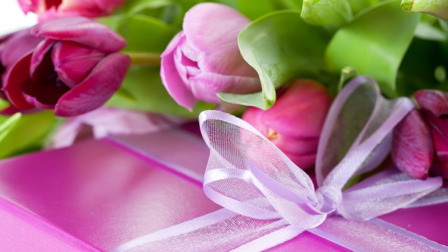 Обои картинки фото цветы, тюльпаны, бутоны