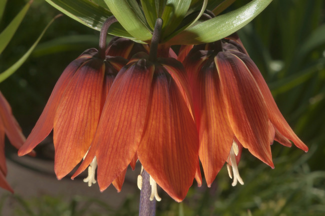 Обои картинки фото рябчик, императорский, цветы, рябчики, оранжевые