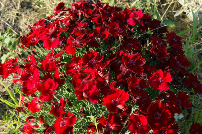 Обои картинки фото цветы, гвоздики