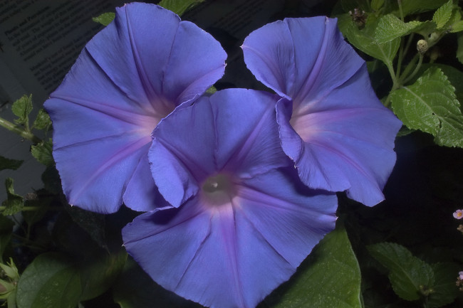 Обои картинки фото цветы, вьюнки, ипомеи, синий, яркий