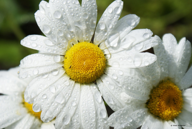 Обои картинки фото ромашка, цветы, ромашки, росинки