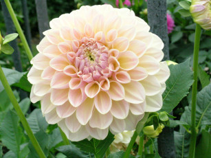 Картинка цветы георгины