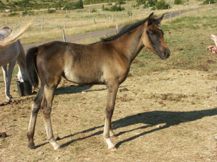 Картинка животные лошади лошадка