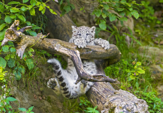 Картинка животные снежный барс ирбис ветка малыш игра