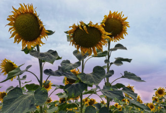 Картинка цветы подсолнухи поле