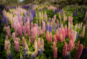 Картинка цветы люпин new zealand новая зеландия