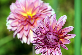 Картинка цветы георгины