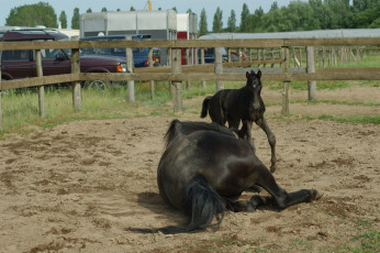Картинка животные лошади лошадь