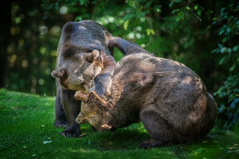 Картинка животные медведи борьба драка бурый