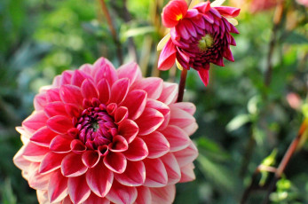 Картинка цветы георгины