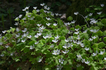 Картинка цветы клематис ломонос листья лепестки