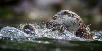 Картинка животные выдры каланы ондатры вода