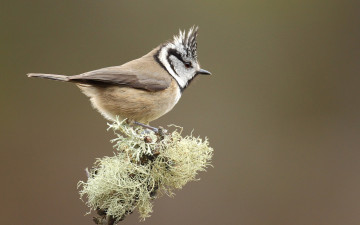 Картинка животные синицы лазоревки синица веточка хохлатая